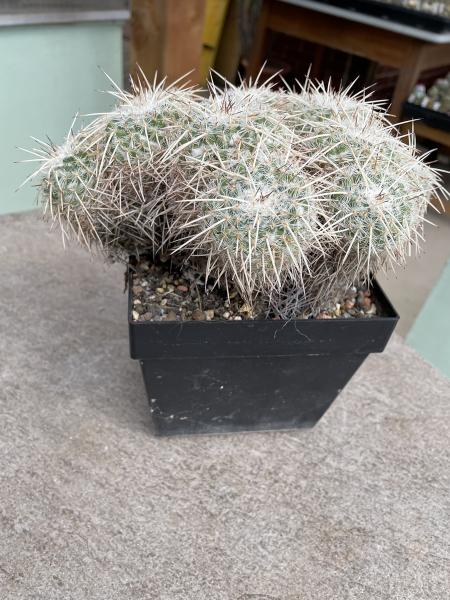 Mammillaria parkinsonii